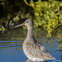 Short-billed Dowitcher-02