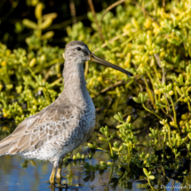 Short-billed Dowitcher-03