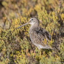 Short-billed Dowitcher-04