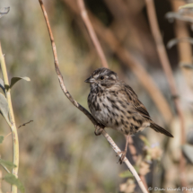 Song Sparrow-07