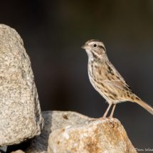 Song Sparrow-15