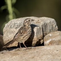 Song Sparrow-16