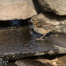 Song Sparrow-Immature-03