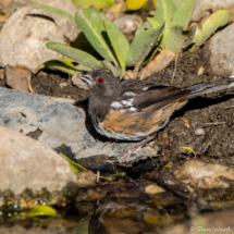 Spotted Towhee-Immature-01