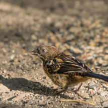 Spotted Towhee-Immature-05