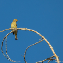 Summer Tanager-Female-01