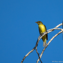 Summer Tanager-Female-02