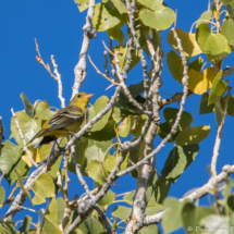 Summer Tanager-Female-03