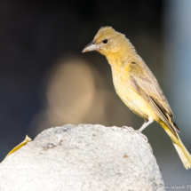 Summer Tanager-Female-04