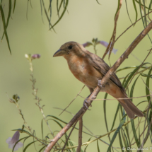 Summer Tanager-Immature Male-01