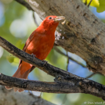Summer Tanager-Male-05