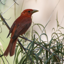 Summer Tanager-Male-09
