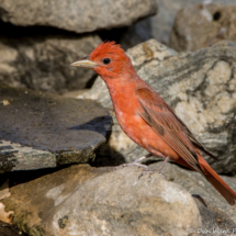 Summer Tanager-Male-25