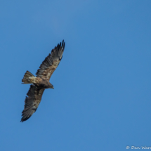 Swainson's Hawk in Flight-01