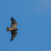 Swainson's Hawk in Flight-02