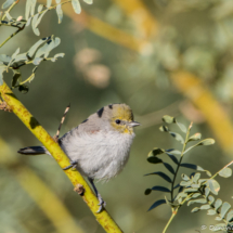 Verdin-01