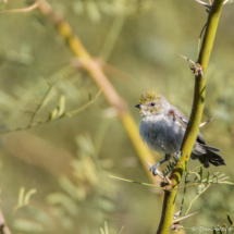 Verdin-02