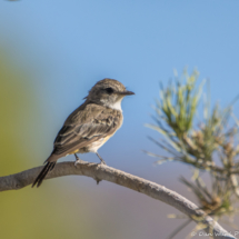 Vermilion Flycatcher-Female-01