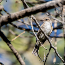 Vermilion Flycatcher-Female-06