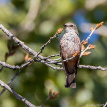 Vermilion Flycatcher-Immature Male-04