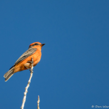 Vermilion Flycatcher-Male-03