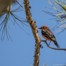 Vermilion Flycatcher-Male-04