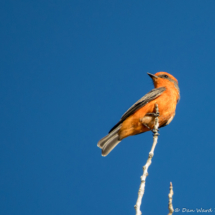 Vermilion Flycatcher-Male-04