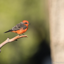Vermilion Flycatcher-Male-05