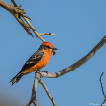 Vermilion Flycatcher-Male-05