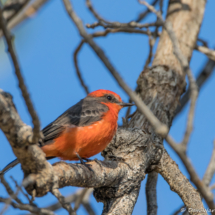 Vermilion Flycatcher-Male-08