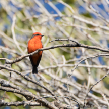 Vermilion Flycatcher-Male-09