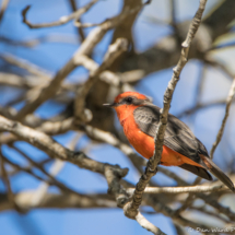 Vermilion Flycatcher-Male-11