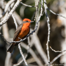 Vermilion Flycatcher-Male-11