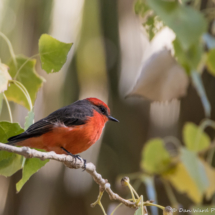 Vermilion Flycatcher-Male-12