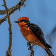 Vermilion Flycatcher-Male-14