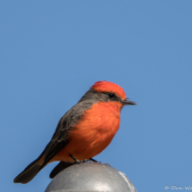Vermilion Flycatcher-Male-15