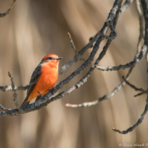 Vermilion Flycatcher-Male-16