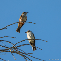Vermilion Flycatchers-Immature Brother & Sister-02