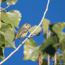 Warbling Vireo-01