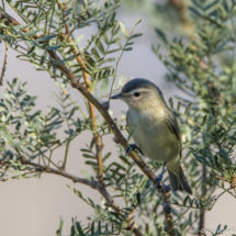 Warbling Vireo-03