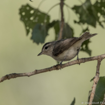 Warbling Vireo-04