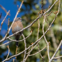 Western Bluebird-Female-01