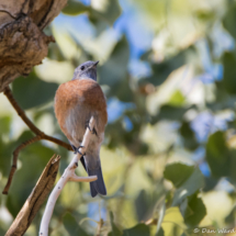 Western Bluebird-Female-02