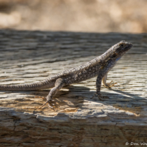 Western Fence Lizard-01