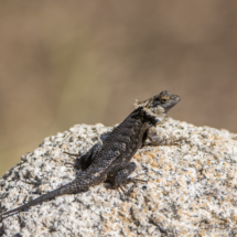 Western Fence Lizard-01