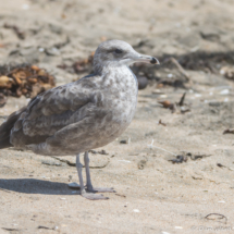 Western Gull-03
