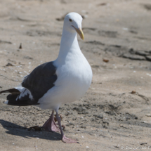 Western Gull-04