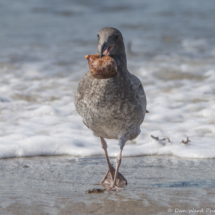Western Gull eating a Sweet Potato Sea Cucumber-01