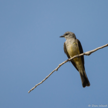 Western Kingbird-07