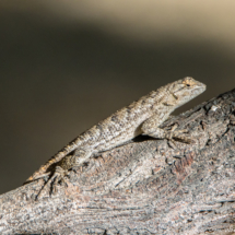 Western Sagebrush Lizard-04
